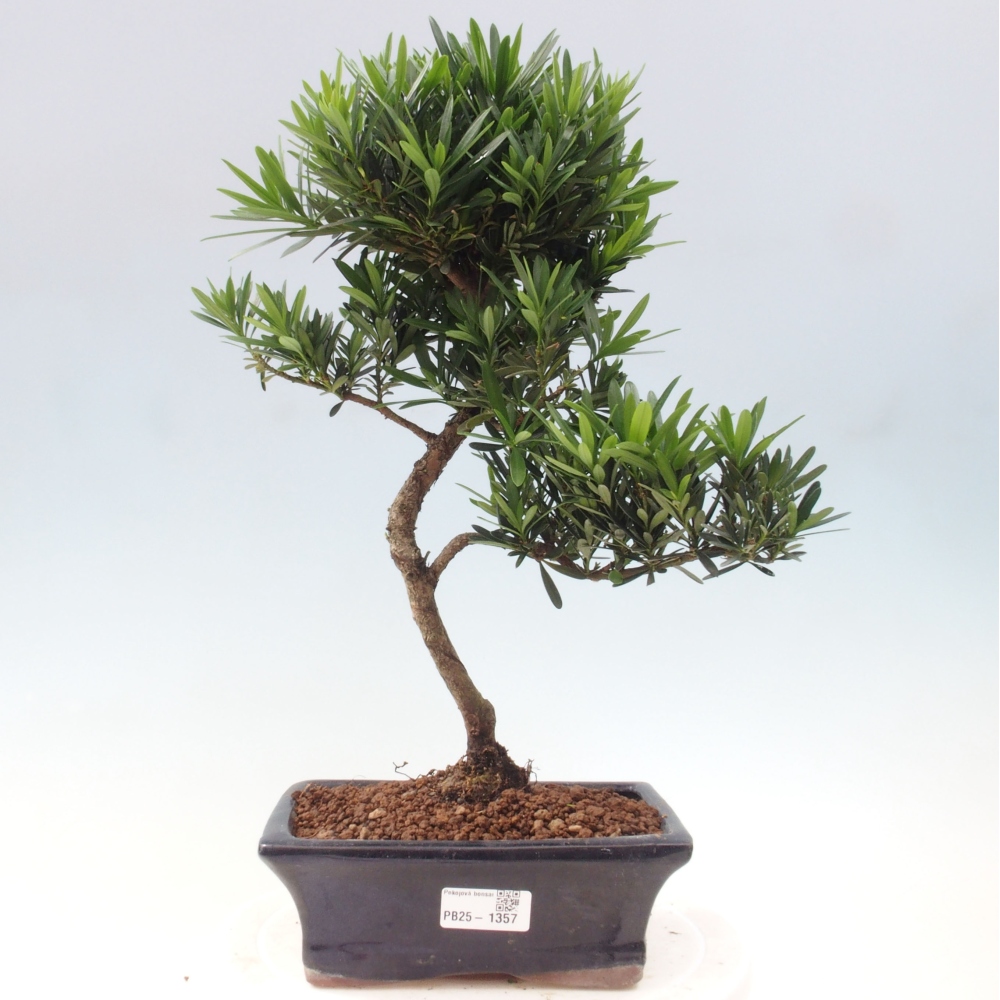 Indoor bonsai - Podocarpus - Stone thous