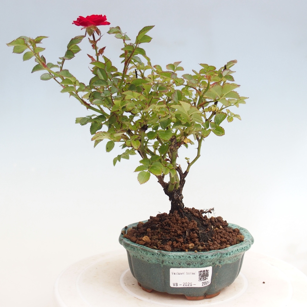 Outdoor bonsai - Rosa Kordes -  rose