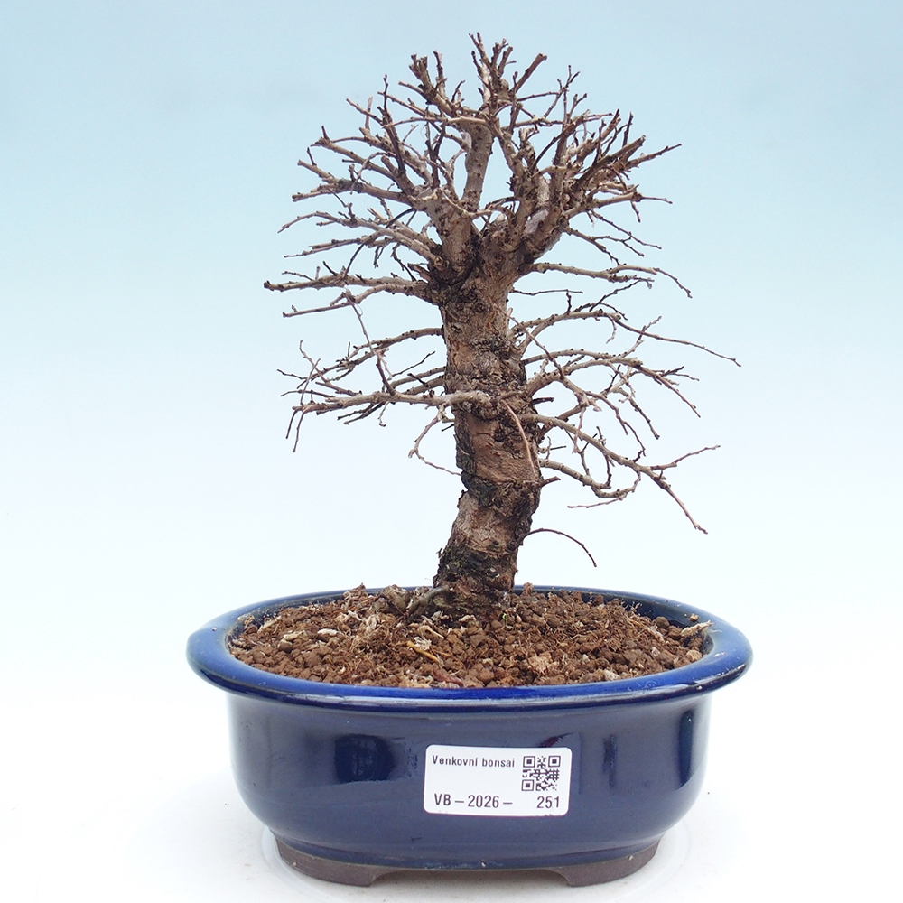 Outdoor bonsai - Zelkova - Zelkova NIRE