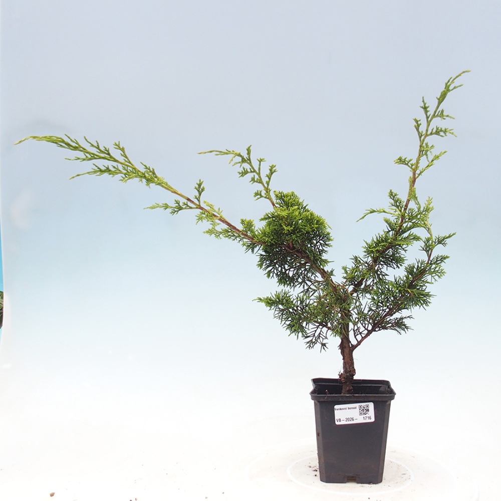 Outdoor bonsai - Juniperus chinensis Itoigawa