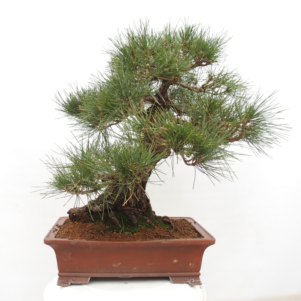 Outdoor bonsai - Pinus thunbergii - Thunberg pine