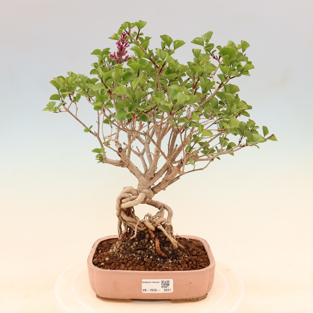 Outdoor bonsai - Syringa microphylla - small-flowered lilac