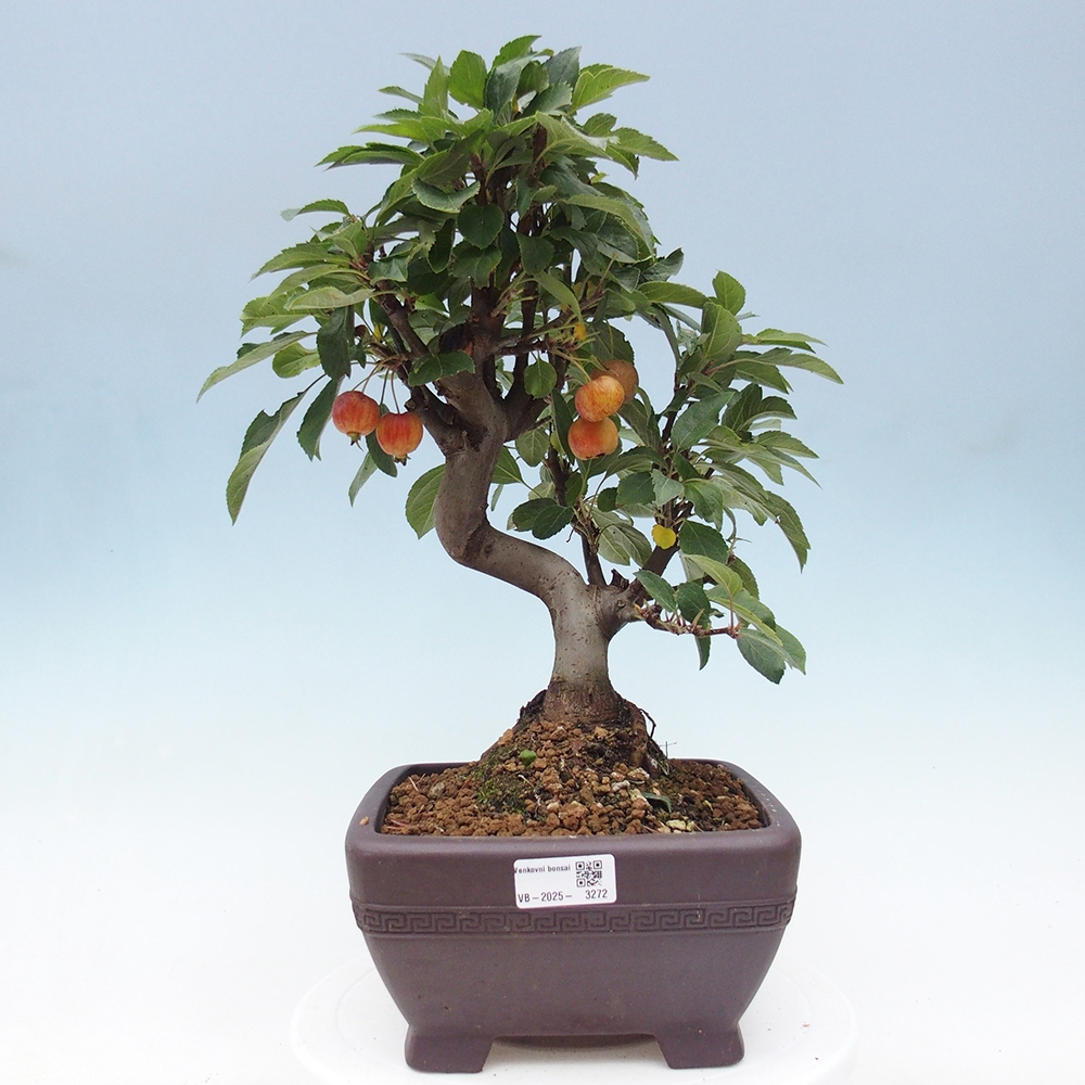 Outdoor bonsai - Malus halliana - Small-fruited apple tree