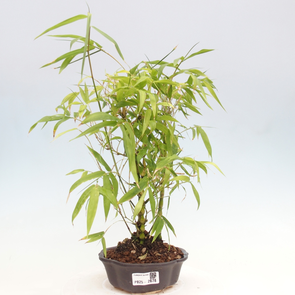 Indoor bonsai - Bamboo Buddha-Bamboo Buddha's belly