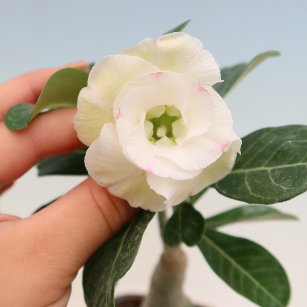 Indoor Bonsai - Adenium obesum, grafted V.F.S.407  - Desert Rose