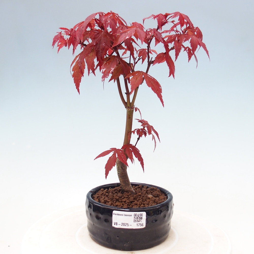 Outdoor bonsai - Acer palm. Atropurpureum-Palmleaf Maple
