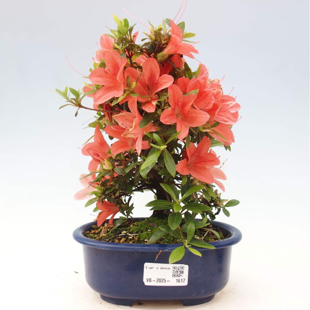 Outdoor bonsai - Japanese azalea - Azalea Nikko
