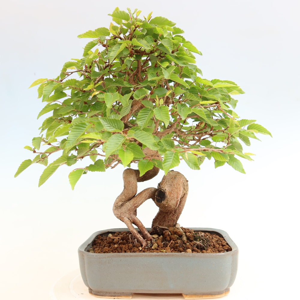 Outdoor bonsai -Carpinus coreana - Korean Hornbeam