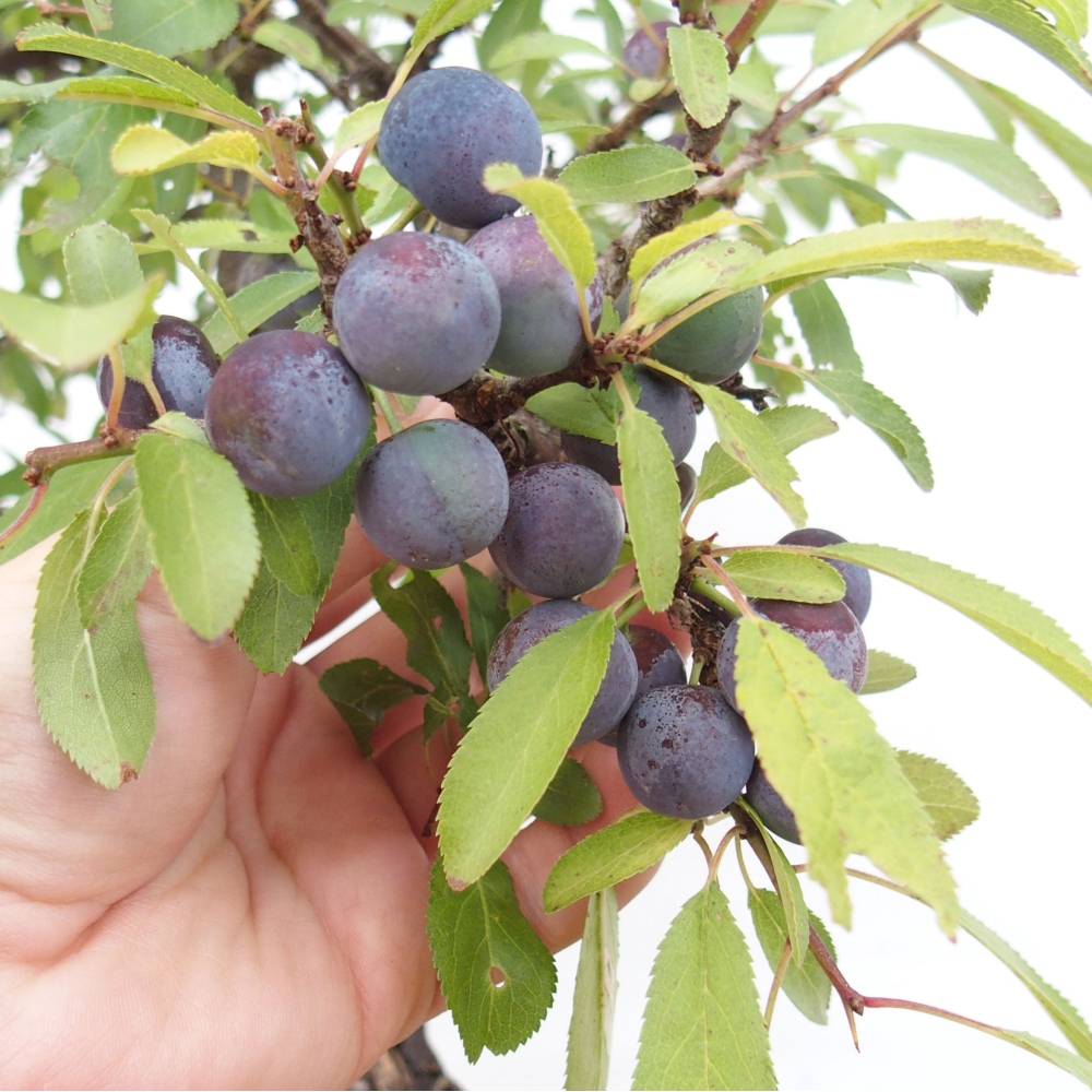 Outdoor bonsai - Prunus spinosa - blackthorn