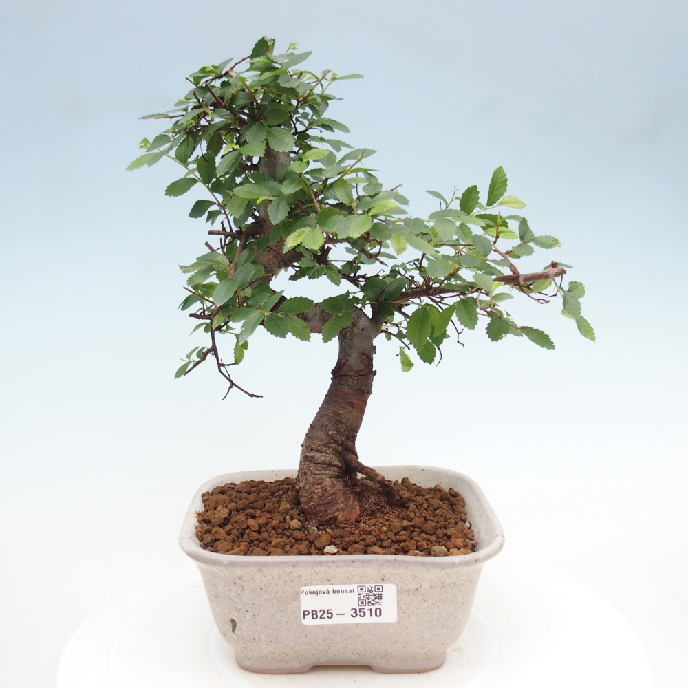 Room bonsai - Ulmus parvifolia - Small-leaved elm