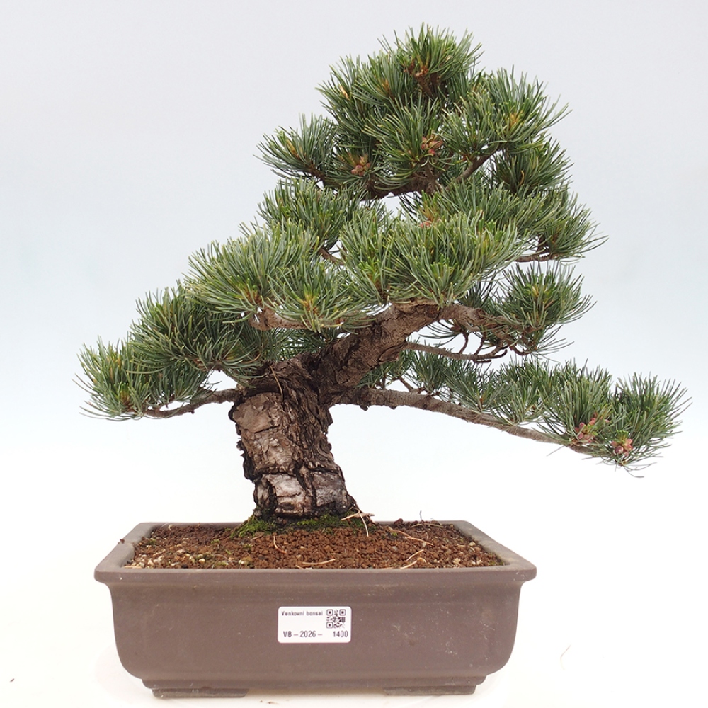 Outdoor bonsai - Pinus parviflora - Pinus parviflora