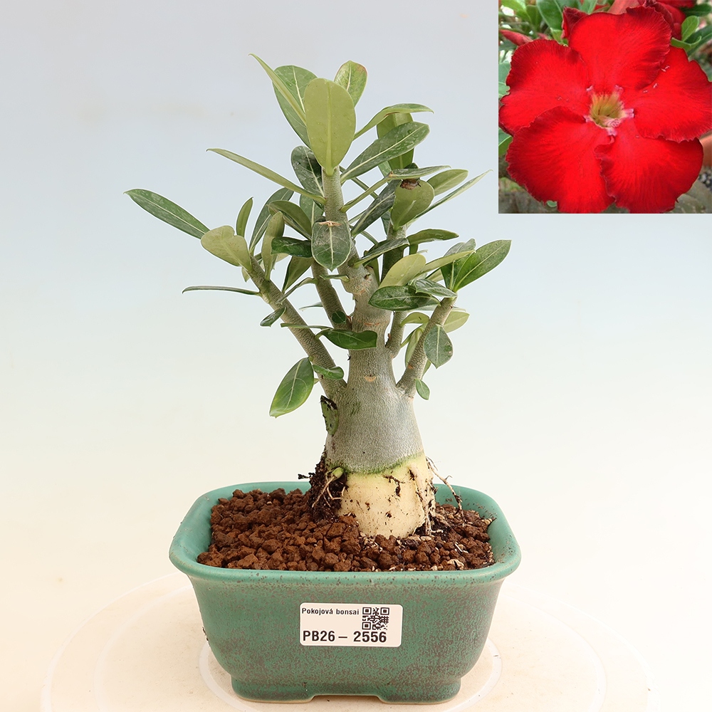 Indoor Bonsai - Adenium obesum Red Star - Desert Rose