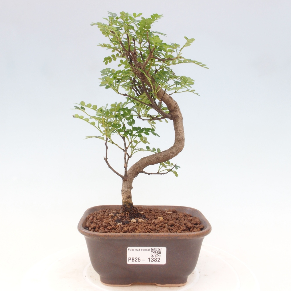 Indoor bonsai - Zantoxylum piperitum - Peppermint