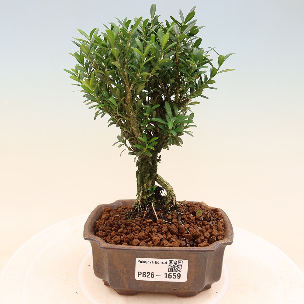 Room bonsai - Buxus harlandii - cork buxus