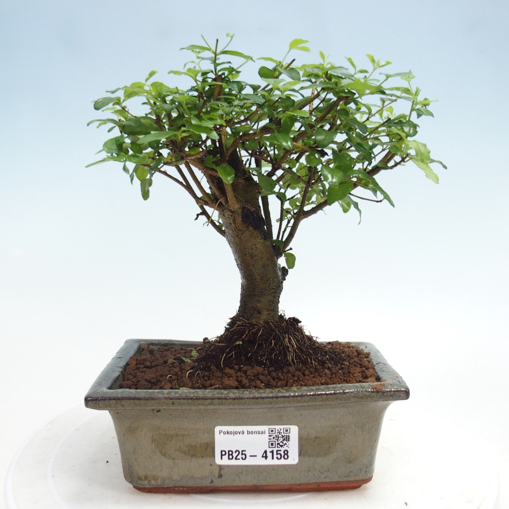Room bonsai -Ligustrum chinensis - Birds Beak
