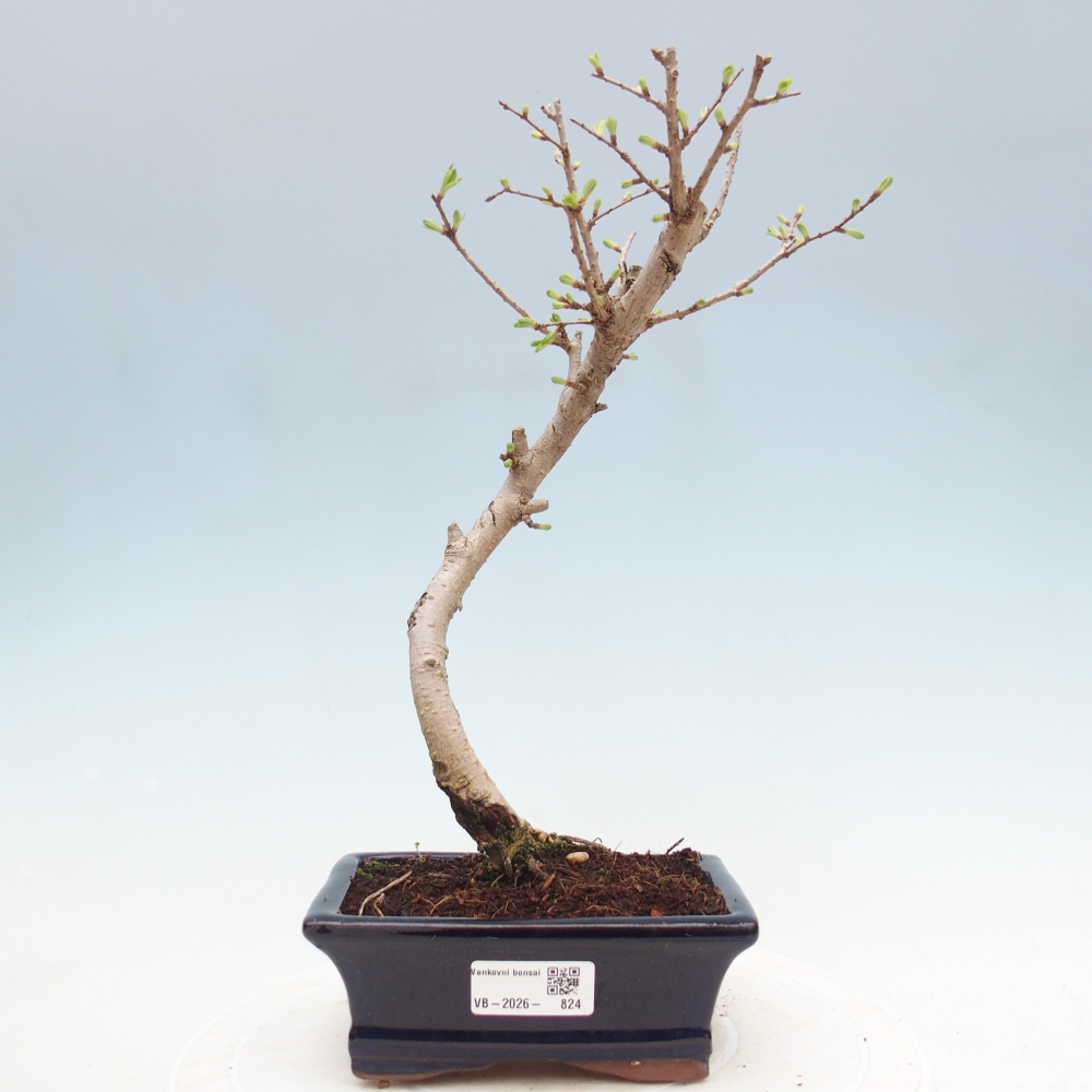 Outdoor bonsai -Pseudolarix amabis-Pseudolarix amabis