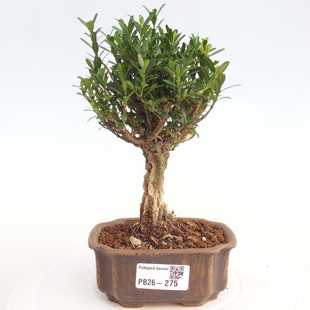 Room bonsai - Buxus harlandii - cork buxus