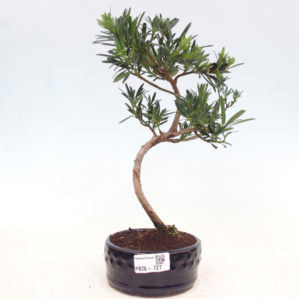 Indoor bonsai - Podocarpus - Stone thous