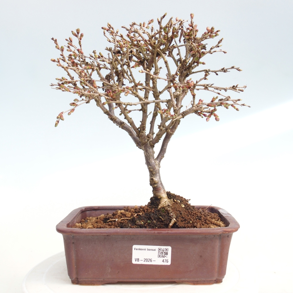 Outdoor bonsai - Prunus incisa Kojou-no mai-Plivon cut out