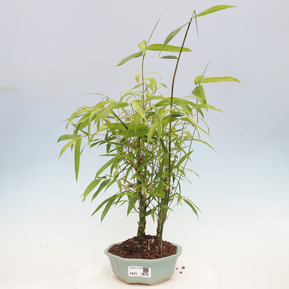 Indoor bonsai - Bamboo Buddha-Bamboo Buddha's belly