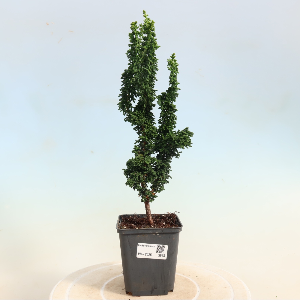 Outdoor bonsai - Cham. obtusa SEKKA HINOKI - Cypress