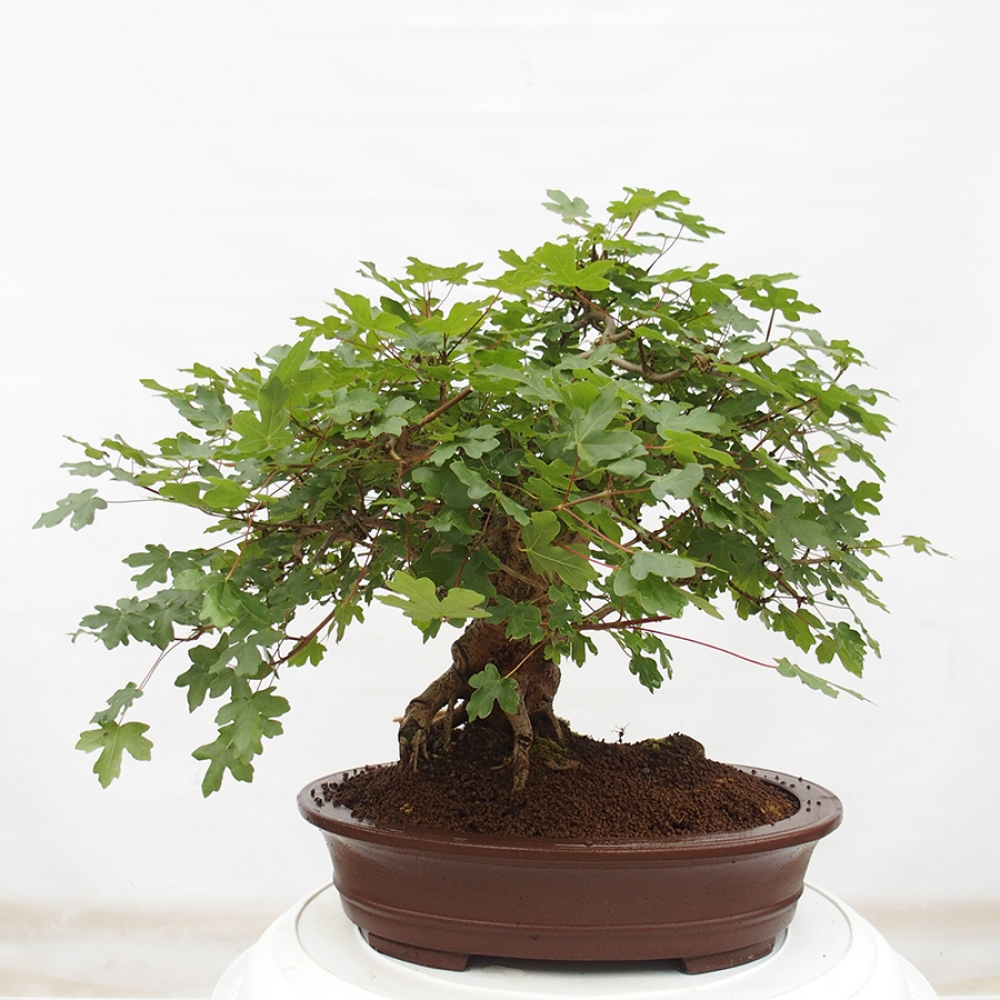 Outdoor bonsai - Acer Campestre - Baby maple