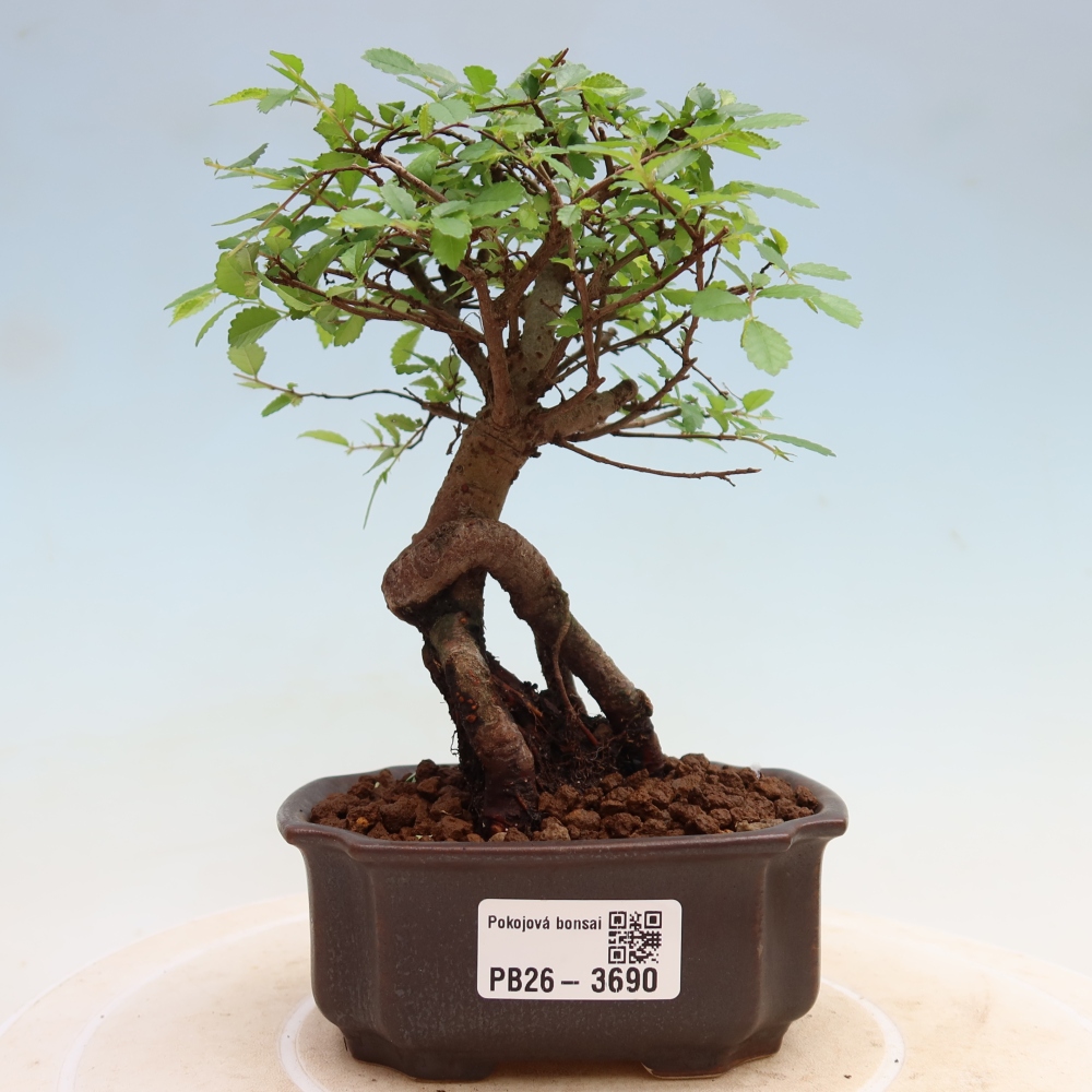 Room bonsai - Ulmus parvifolia - Small-leaved elm
