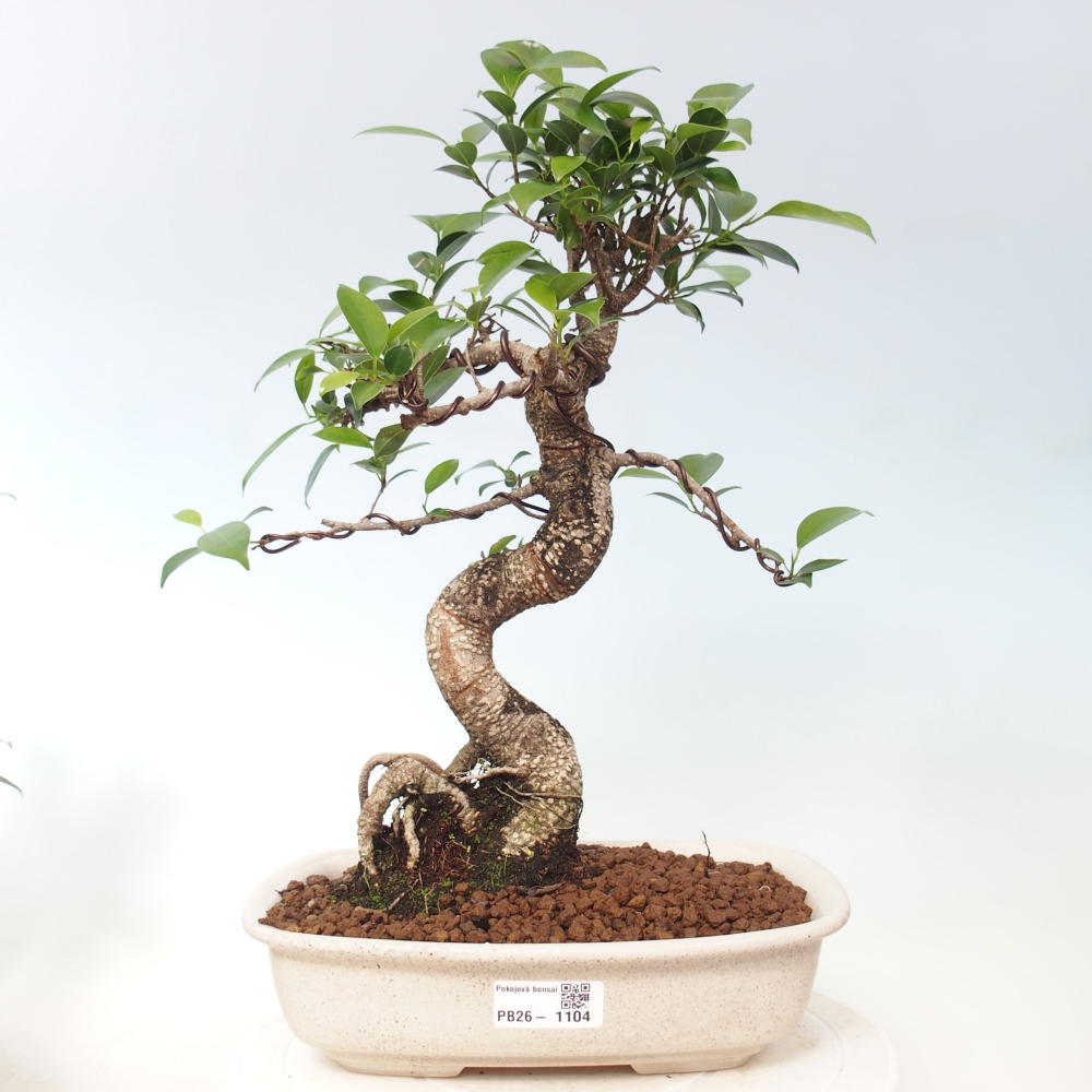 Room bonsai - Ficus kimmen - small-leaved ficus