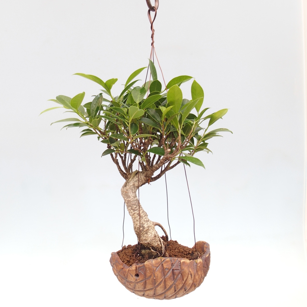 Kokedama in ceramic - small-leaved ficus - Ficus kimmen