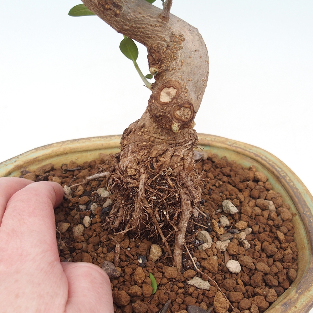 Indoor bonsai - Olea europaea sylvestris