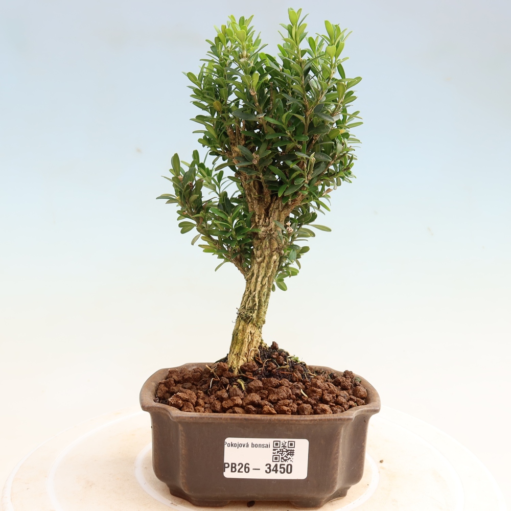 Room bonsai - Buxus harlandii - cork buxus