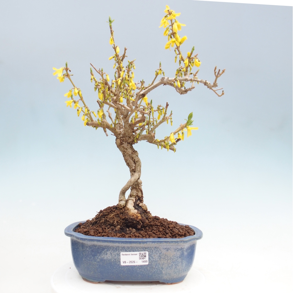 Outdoor bonsai - Zlatice - Forsythia koreana