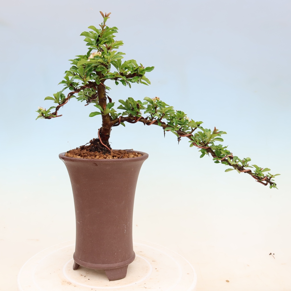 Outdoor Bonsai - Pyracantha teton - Scarlet Firethorn