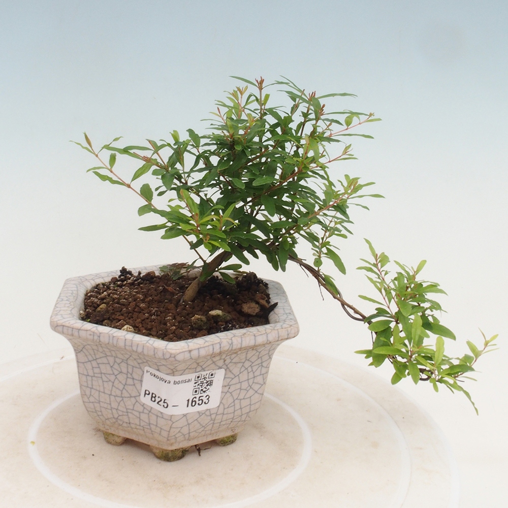 Room bonsai-PUNICA granatum -Pomegranate