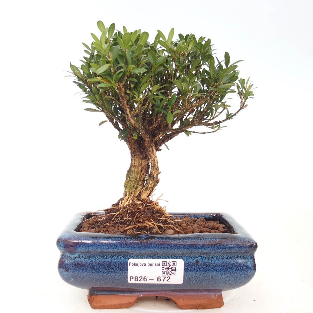 Room bonsai - Buxus harlandii - cork buxus