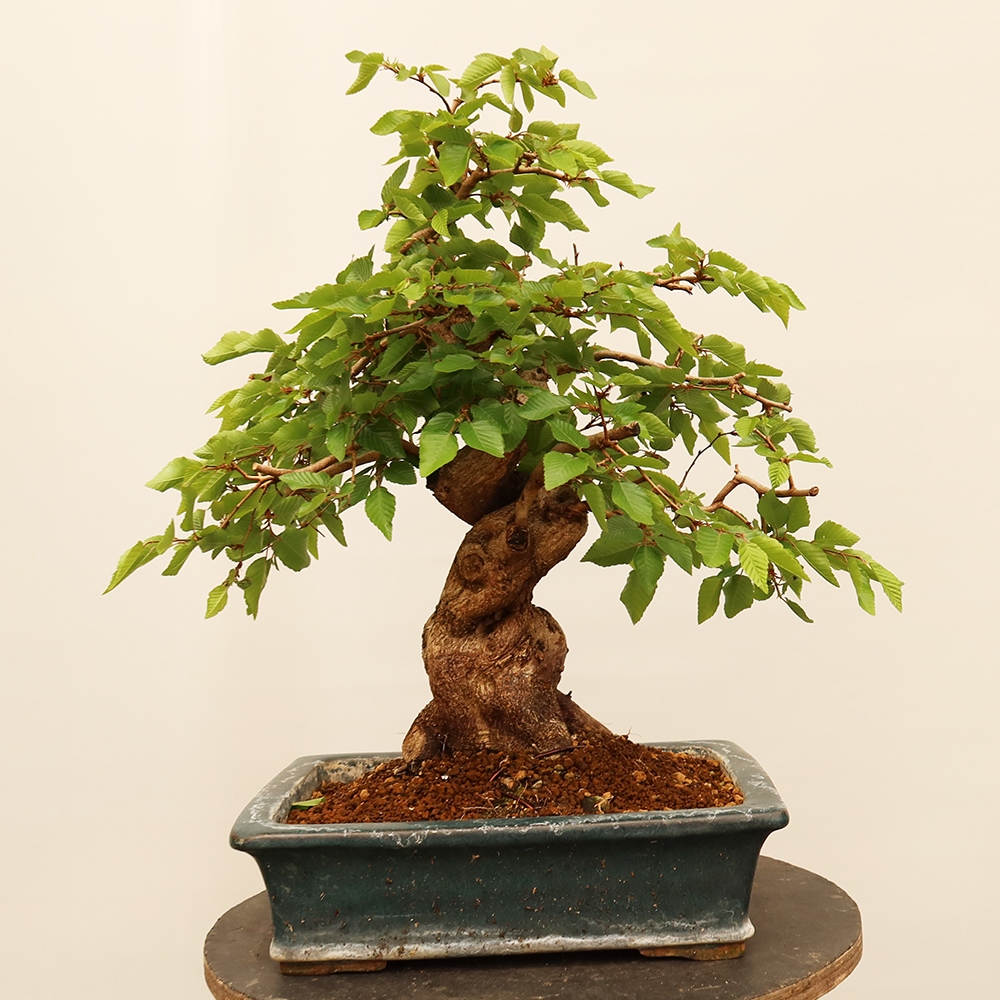 Outdoor bonsai - Carpinus Coreana - Korean hornbeam