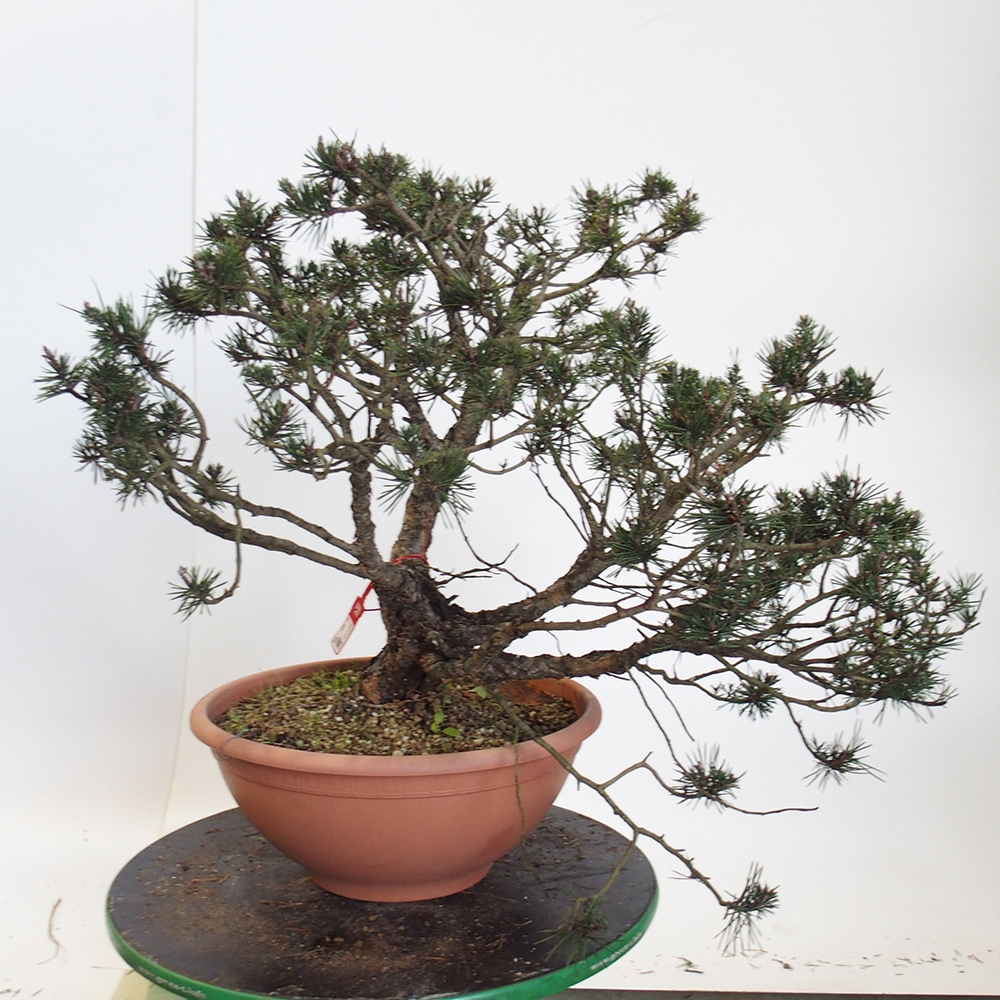 Yamadori - Pinus sylvestris Spain