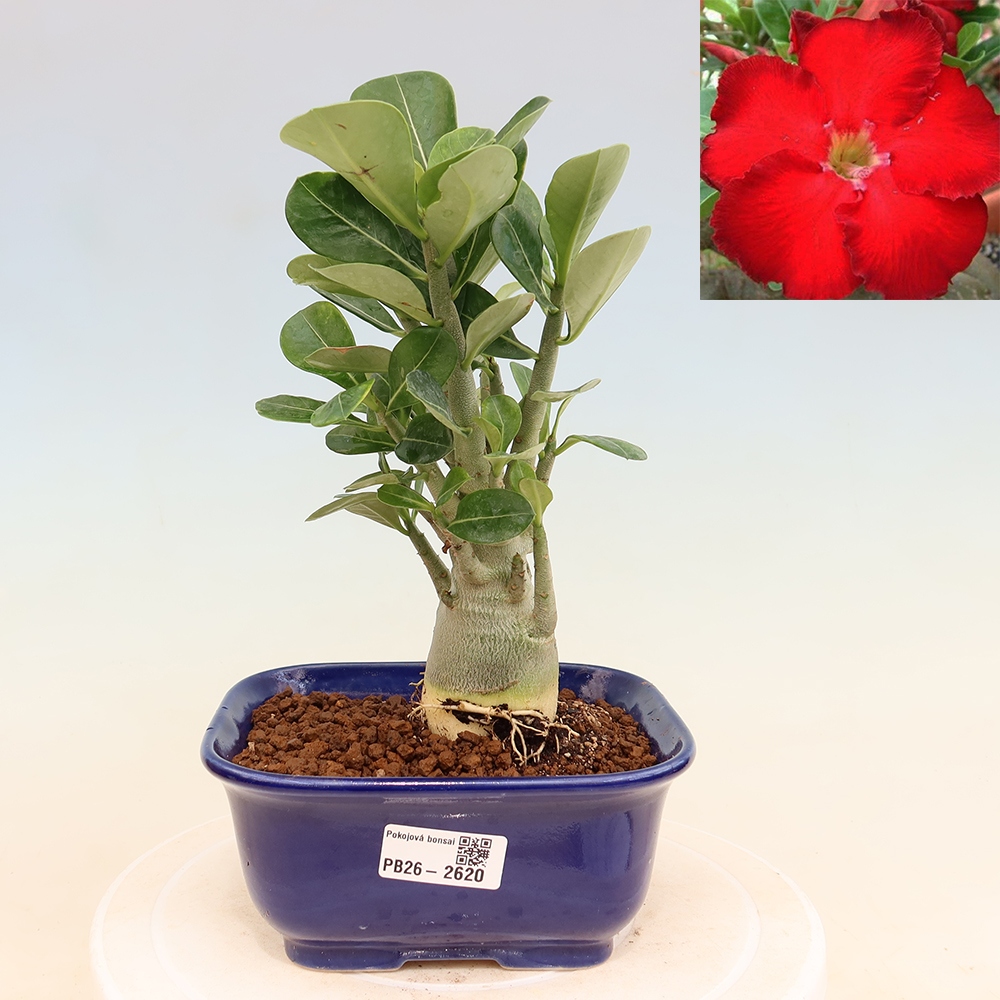 Indoor Bonsai - Adenium obesum Red Star - Desert Rose