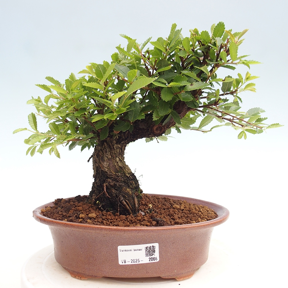 Outdoor bonsai - Zelkova - Zelkova NIRE