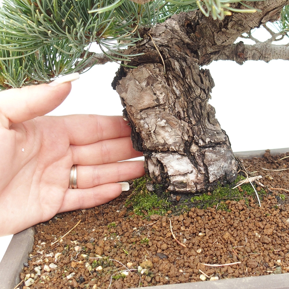 Outdoor bonsai - Pinus parviflora - Pinus parviflora