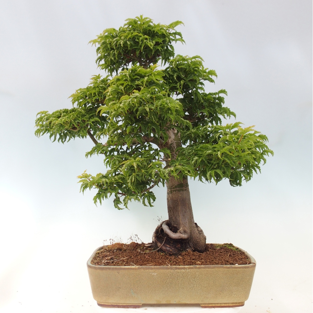 Outdoor bonsai -Javor palm Acer palmatum Shishigashira