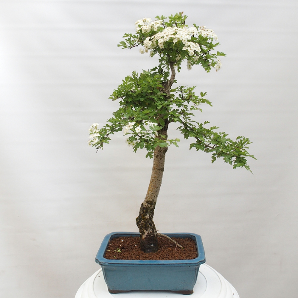 Outdoor bonsai - Hawthorn - Crataegus monogyna