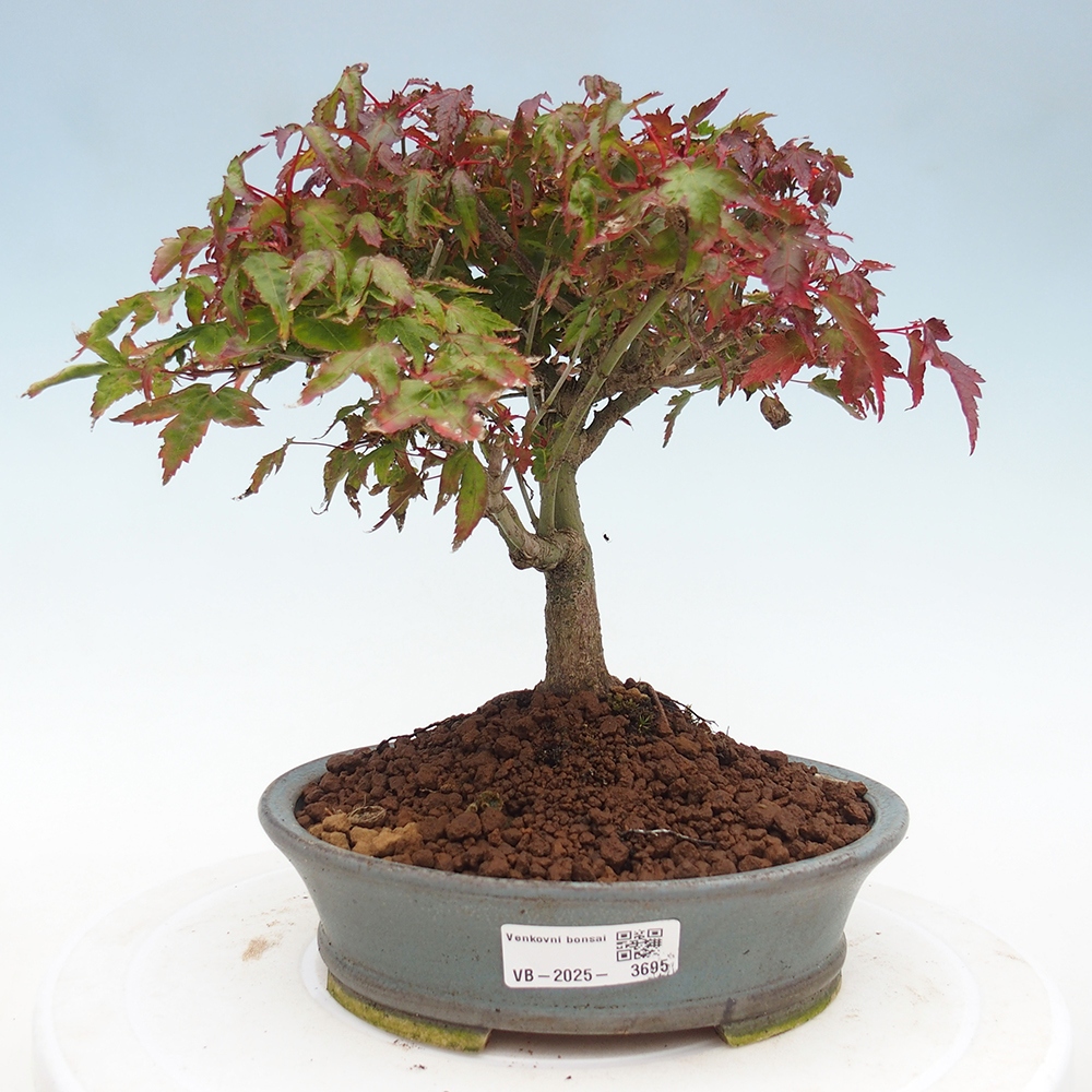 Acer palmatum KIOHIME - Palmetto maple