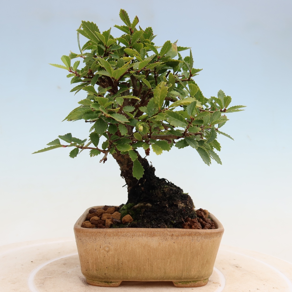 Outdoor bonsai - Zelkova - Zelkova NIRE
