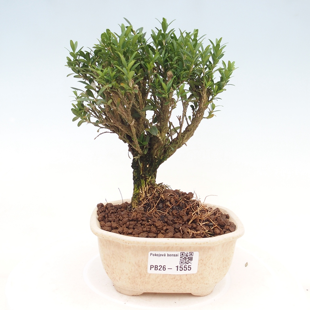 Room bonsai - Buxus harlandii - cork buxus