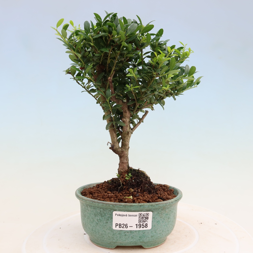 Room bonsai - Ilex crenata - Holly