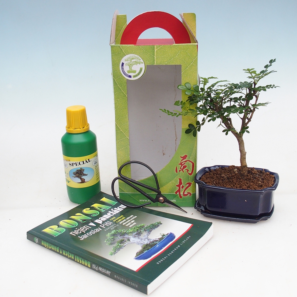 Room bonsai in gift box Zantoxylum piperitum - Pepper tree