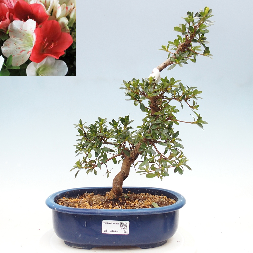 Outdoor bonsai - Japanese azalea - Azalea Asahi-no-izumi