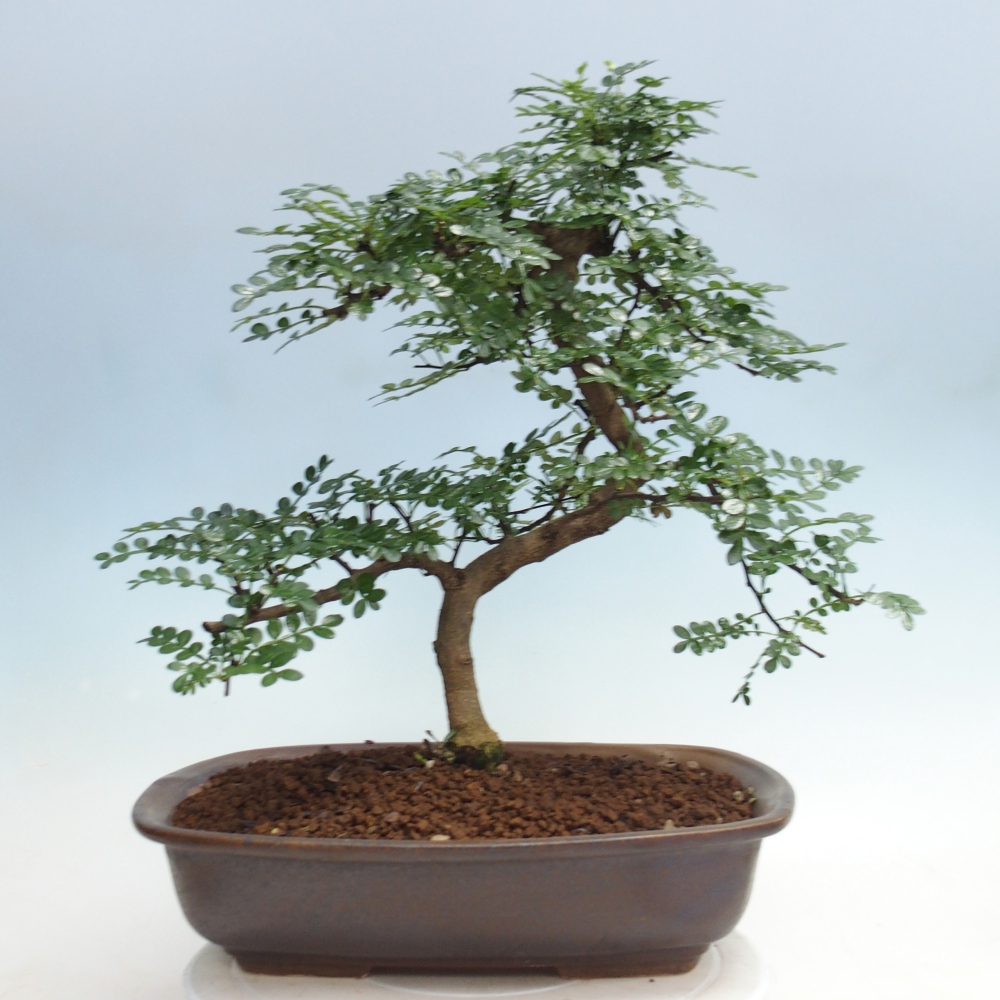 Room bonsai - Zantoxylum piperitum - pepper tree