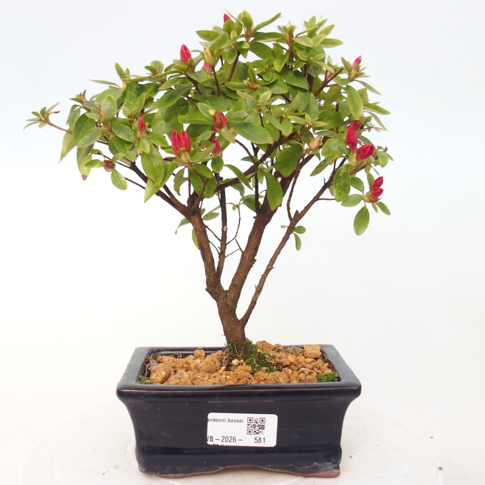 Outdoor bonsai - Japanese azalea - Azalea sp.